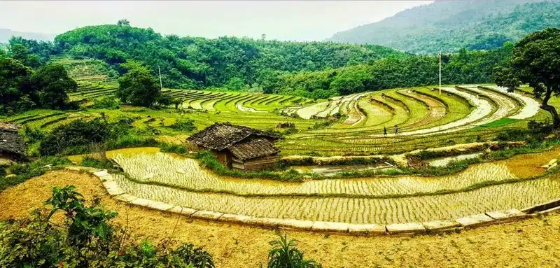 Tới Bình Liêu ngắm đồi cỏ lau đẹp như mơ 7 wanderlust-tips-toi-binh-lieu-ngam-doi-co-lau-trang-muot-6