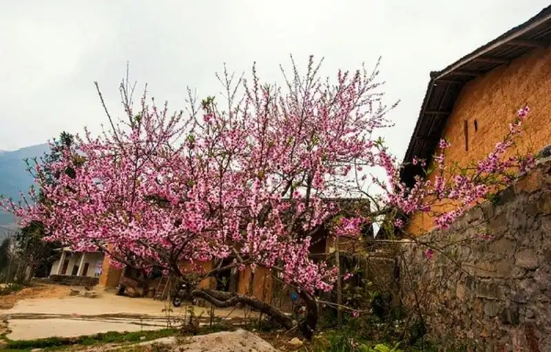 Tới Sủng Là - xã vùng cao đẹp nhất cao nguyên đá Đồng Văn 6 wanderlust-tips-toi-sung-la-xa-vung-cao-dep-nhat-cao-nguyen-da-dong-van-2