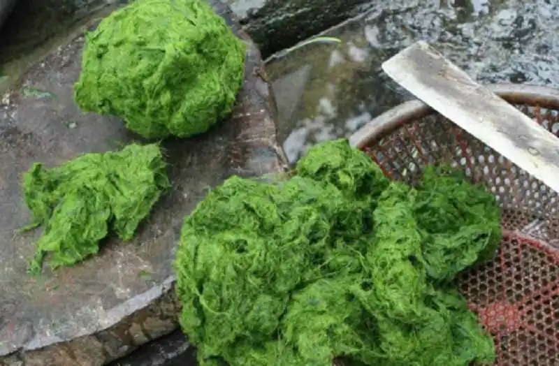 5 món ngon Hà Giang níu chân du khách 9 wanderlust_tips_5_mon_ngon_ha_giang_niu_chan_du_khach_5