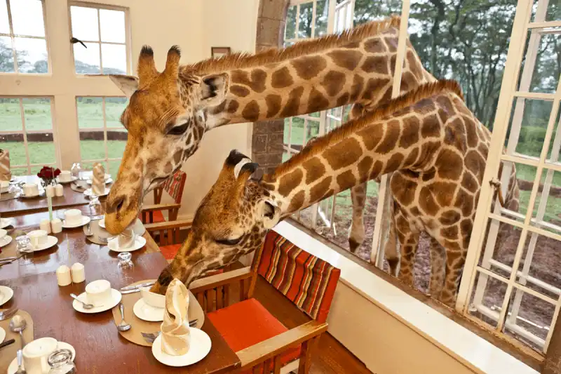 wanderlust_tips_An-sang-cung-huou-cao-co-o-Kenya-9