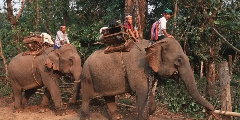 LETANGKU, TAK, THAILAND - 2000/03/01: Elephants on their way to the jungle. The Talakon, who are isolated from the outside world, use the elephants as their main carrier.. (Photo by Thierry Falise/LightRocket via Getty Images)