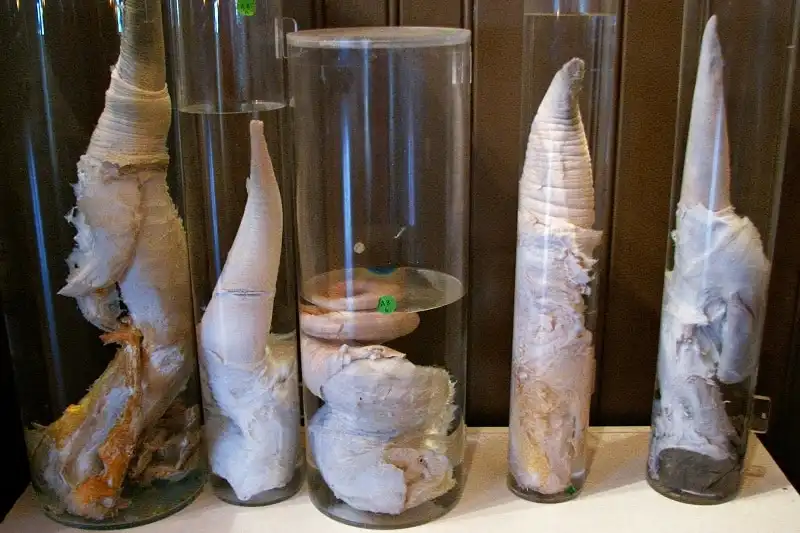 wanderlust_tips_bao_tang_trung_bay_cua_quy_7