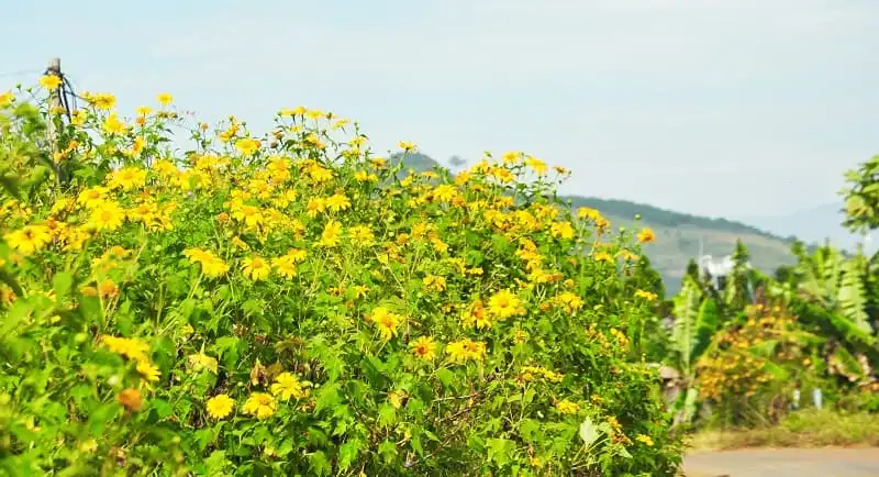 wanderlust_tips_da_lat_mu_hoa_da_quy_2