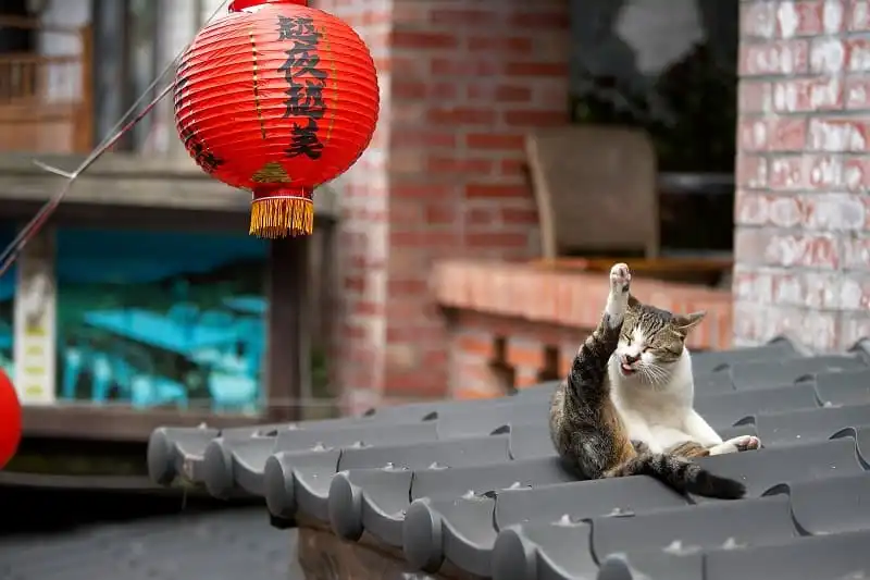 wanderlust_tips_ghe_tham_lang_meo_Houtong_5