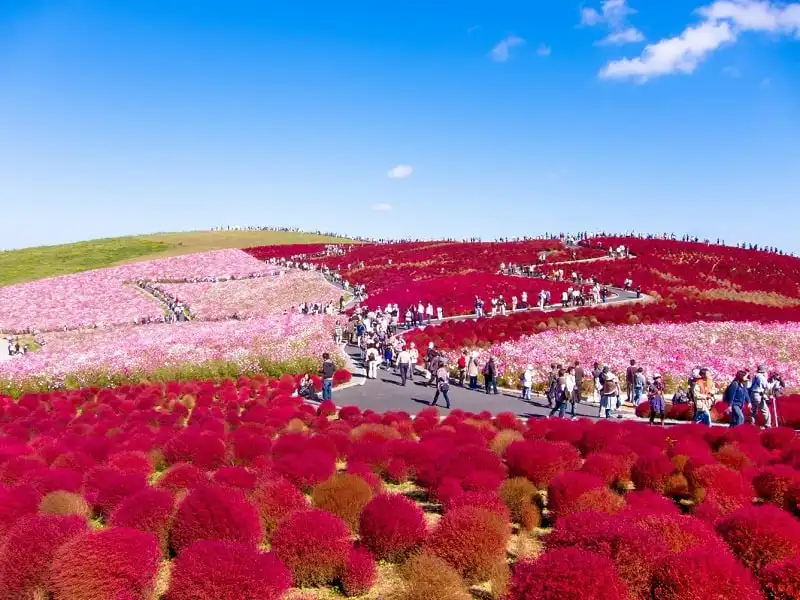 Kochia - Hitachi Seaside Park, Japan