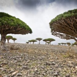 wanderlust tips kham pha Socotra dao ky la 4