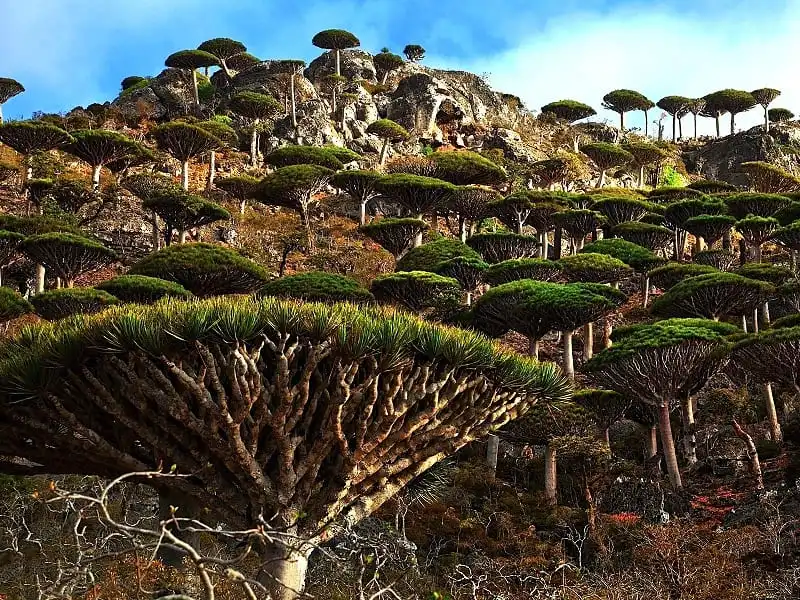 wanderlust_tips_kham_pha_Socotra_dao_ky_la_5