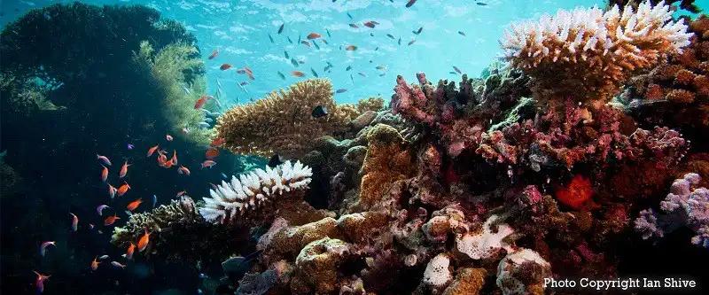 wanderlust_tips_kinh-nghiem-du-lich-dao-Palau-thien-duong-nhiet-doi-Thai-Binh-Duong-7