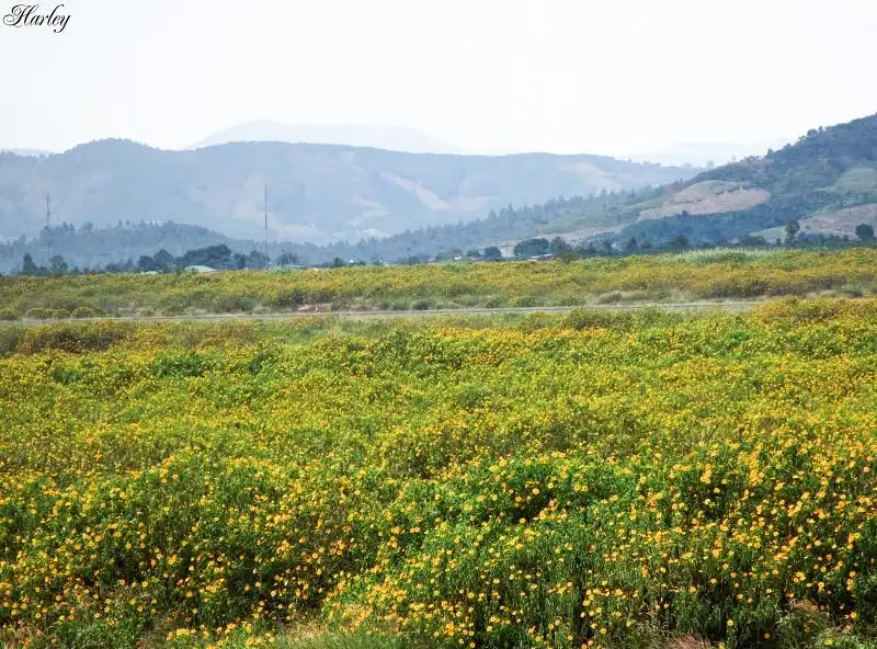 wanderlust_tips_nhung_cung_duong_ngam_hoa_da_quy_4