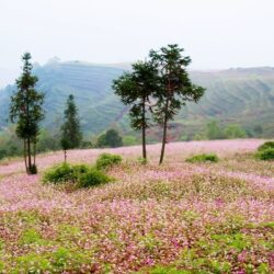 wanderlust tips sac hong cao nguyen da ha giang 1