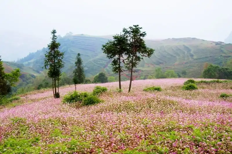 wanderlust_tips_sac_hong_cao_nguyen_da_ha_giang_1