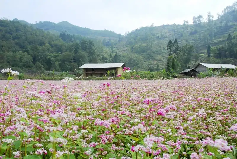 wanderlust_tips_sac_hong_cao_nguyen_da_ha_giang_2