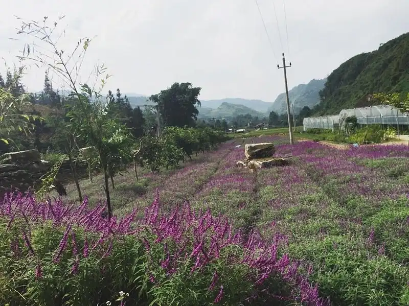 Chiêm ngưỡng sắc tím oải hương ở Lào Cai 6 wanderlust_tips_sac_tim_oai_huong_lao_cai_2