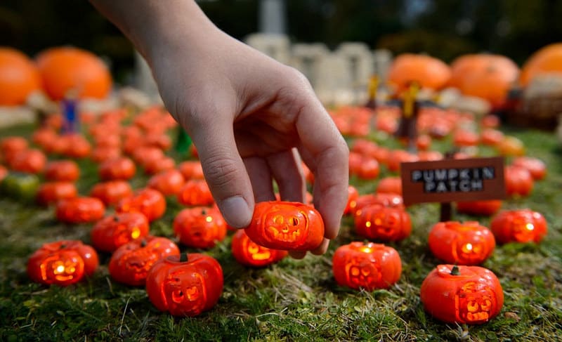 Bộ sưu tập bí ngô tí hon chào Halloween ở Legoland Windsor Resort 5 Wanderlust bo suu tap bi ngo ti hon legoland windsor resort 2