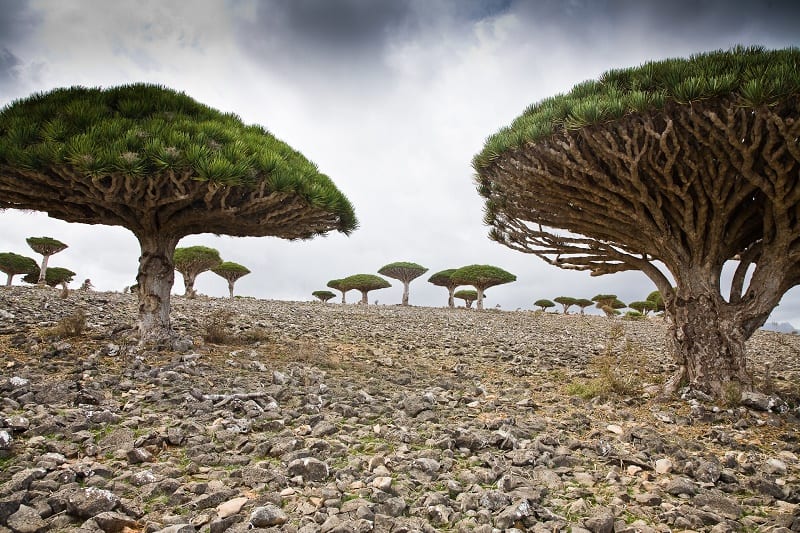Khám phá Socotra, hòn đảo kỳ lạ nhất hành tinh Khám phá Socotra, hòn đảo kỳ lạ nhất hành tinh