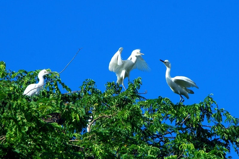 Kinh nghiệm du lịch Bến Tre