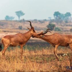 04wanderlust tips uganda vung dat lang man song nile 12