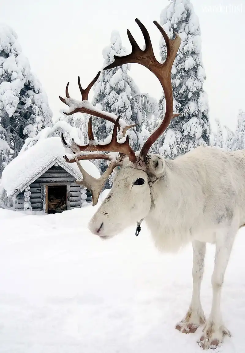 Tạp chí Du lịch Wanderlust Tips Khám phá Lapland, điểm đến đầy bí ẩn cuốn hút