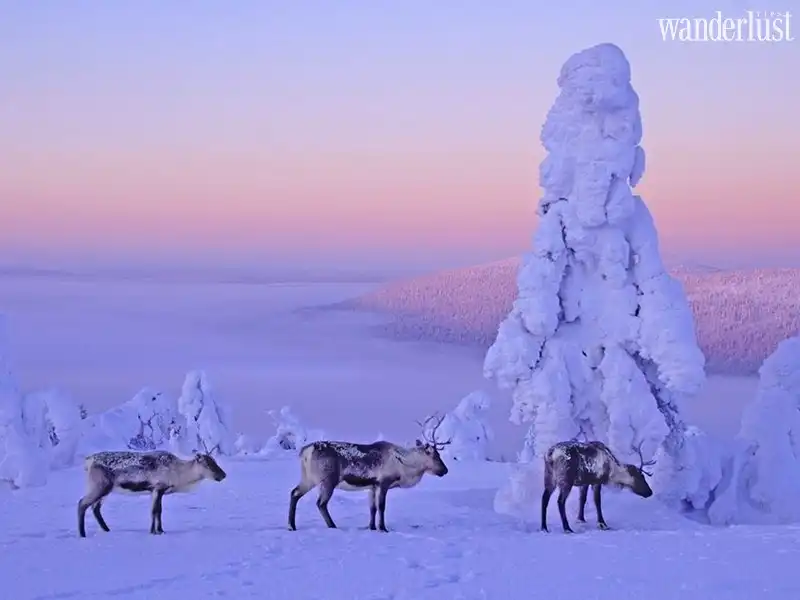 Wanderlust Tips kham pha lapland diem den day bi cuon hut 14