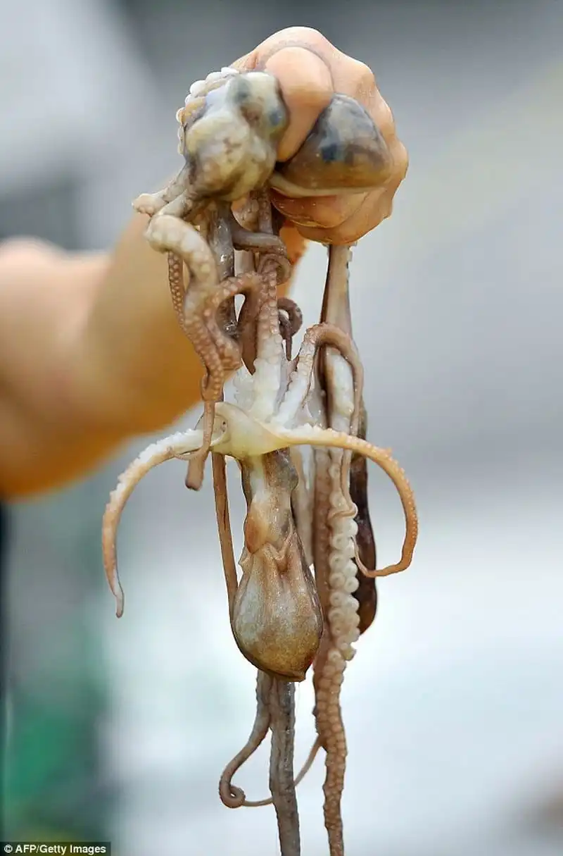 Wanderlust_tips_Ruou-ngam-VietNam-thuoc-top-20-mon-an-kinh-di-nhat-the-gioi-7