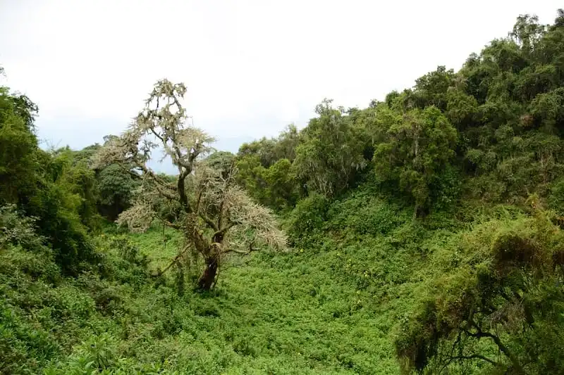 Wanderlust_tips_nhung-buc-anh-khien-ban-muon-bay-toi-Rwanda-ngay-lap-tuc- (6)