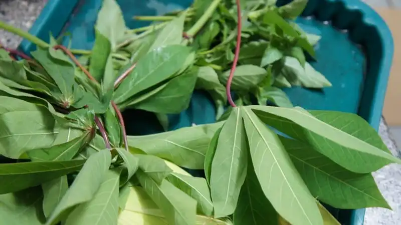 wanderlust-tips-20-mon-dac-san-kon-tum-nuc-tieng-gan-xa-19