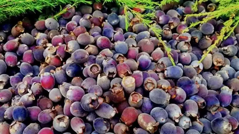 wanderlust-tips-20-mon-dac-san-kon-tum-nuc-tieng-gan-xa-20