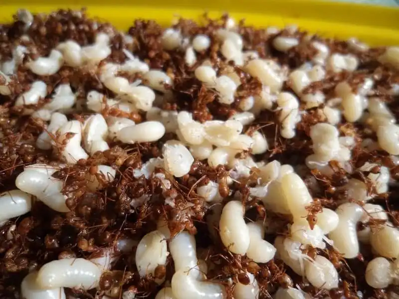 wanderlust-tips-20-mon-dac-san-kon-tum-nuc-tieng-gan-xa-4