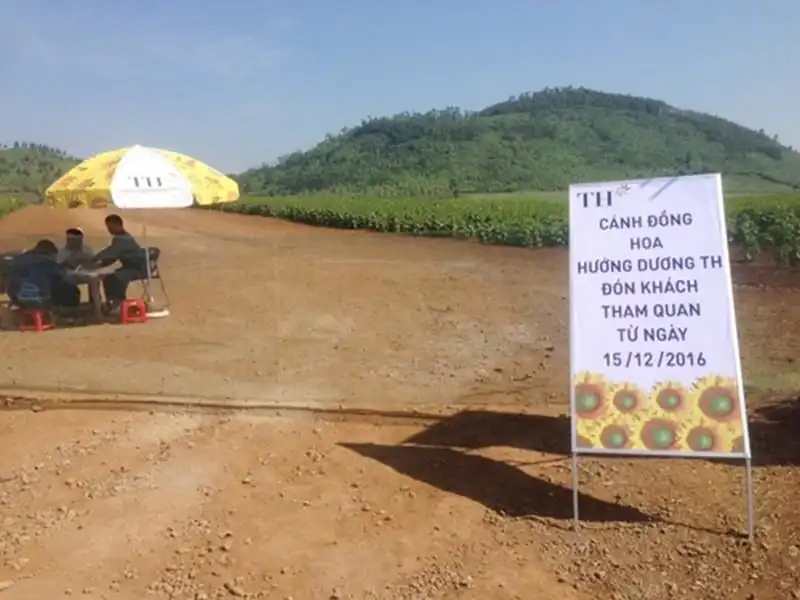 Cánh đồng hoa hướng dương Nghệ An tạm đóng cửa 9 ngày 5 wanderlust-tips-canh-dong-hoa-huong-duong-nghe-an-tam-dong-cua-9-ngay-0