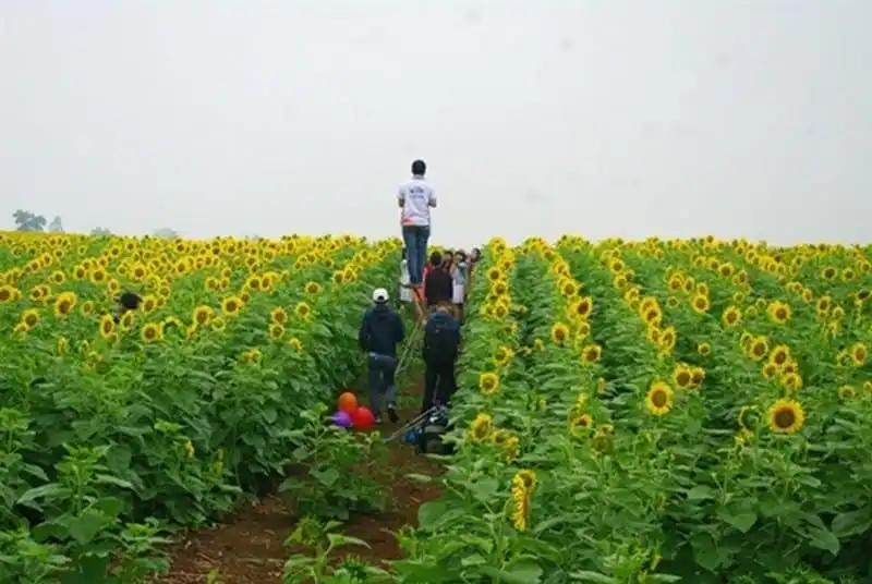 Cánh đồng hoa hướng dương Nghệ An tạm đóng cửa 9 ngày 6 wanderlust-tips-canh-dong-hoa-huong-duong-nghe-an-tam-dong-cua-9-ngay-1