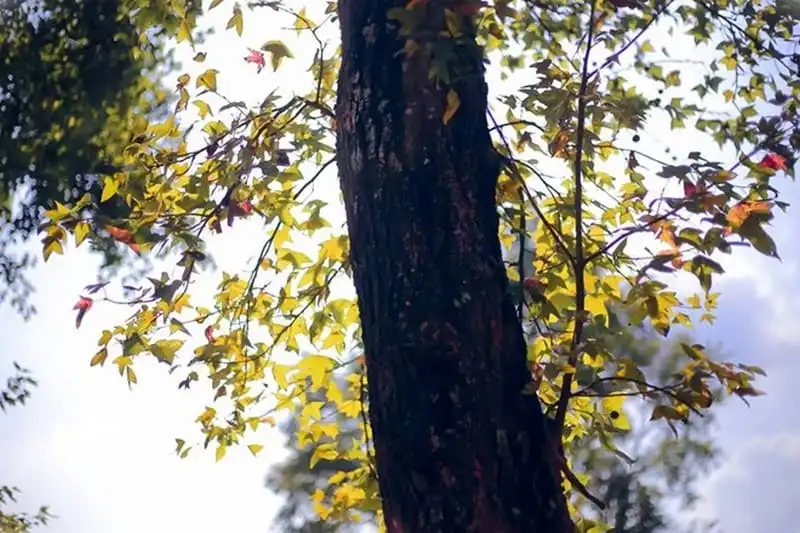 wanderlust-tips-cuoi-thang-12-toi-hai-duong-ngam-la-phong-nhuom-do-4