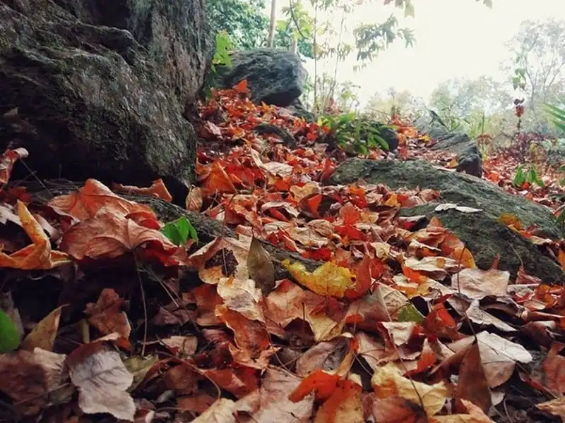 wanderlust-tips-cuoi-thang-12-toi-hai-duong-ngam-la-phong-nhuom-do-5