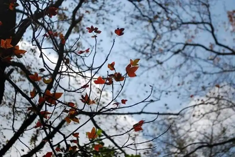 wanderlust-tips-cuoi-thang-12-toi-hai-duong-ngam-la-phong-nhuom-do-6