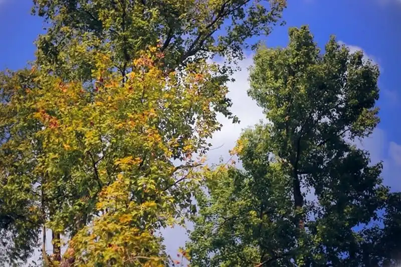 wanderlust-tips-cuoi-thang-12-toi-hai-duong-ngam-la-phong-nhuom-do-7