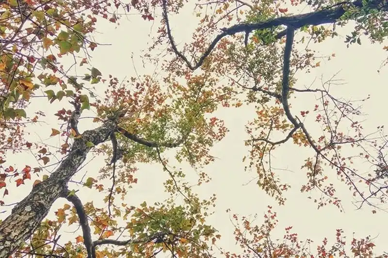 wanderlust-tips-cuoi-thang-12-toi-hai-duong-ngam-la-phong-nhuom-do-8