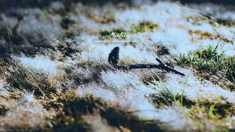 Đồi cỏ hồng biến thành "cánh đồng tuyết" đẹp ngỡ ngàng 10 wanderlust-tips-doi-co-hong-bien-thanh-canh-dong-tuyet-dep-den-ngo-ngang-6