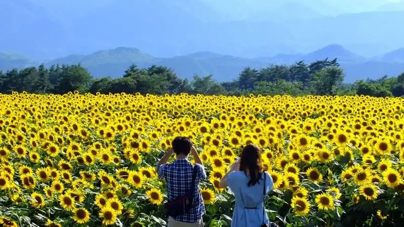 Háo hức chờ ngày hội Hoa Hướng Dương tại Nghệ An tháng 12 này 6 wanderlust-tips-don-cho-ngay-hoi-hoa-huong-duong-2016-tai-nghe-an-2
