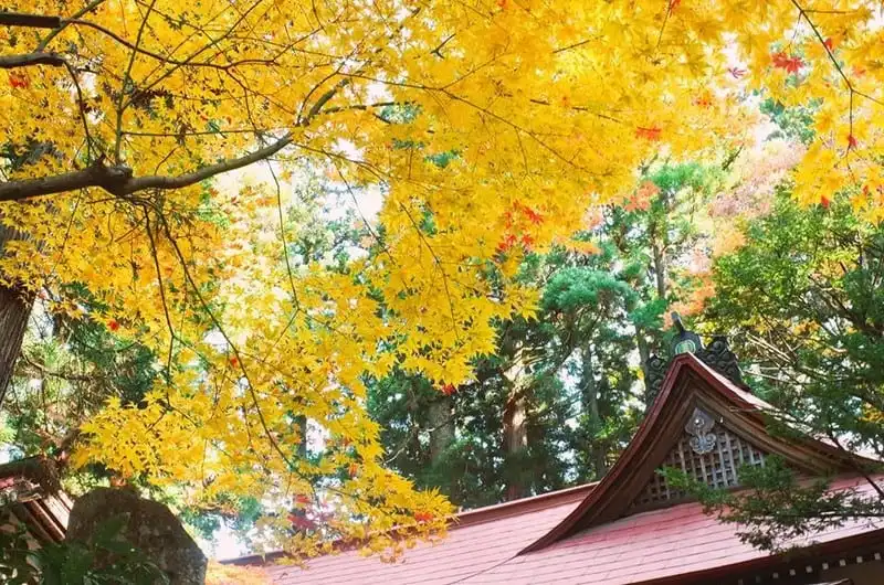 wanderlust-tips-hanh-trinh-15-ngay-du-hanh-nuoc-nhat-dep-nhu-mo-119