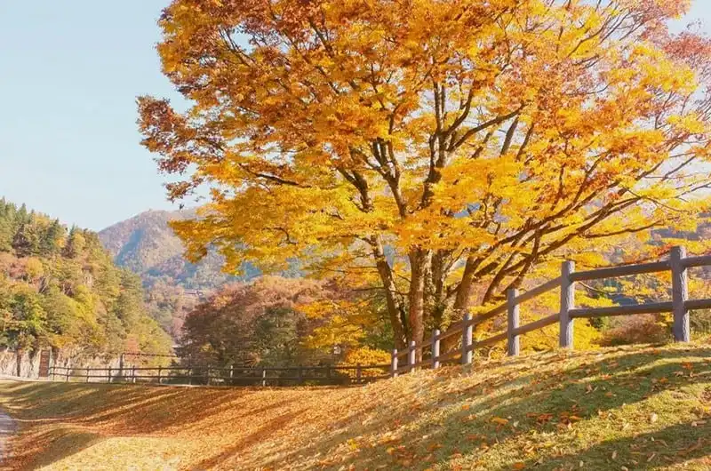 wanderlust-tips-hanh-trinh-15-ngay-du-hanh-nuoc-nhat-dep-nhu-mo-94