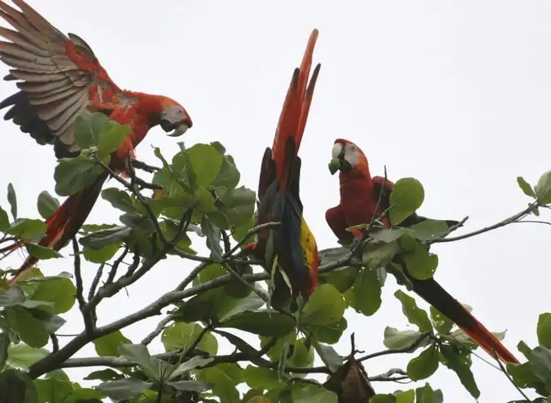 wanderlust-tips-khach-san-nha-cay-dep-nhu-mo-o-costa-rica-10