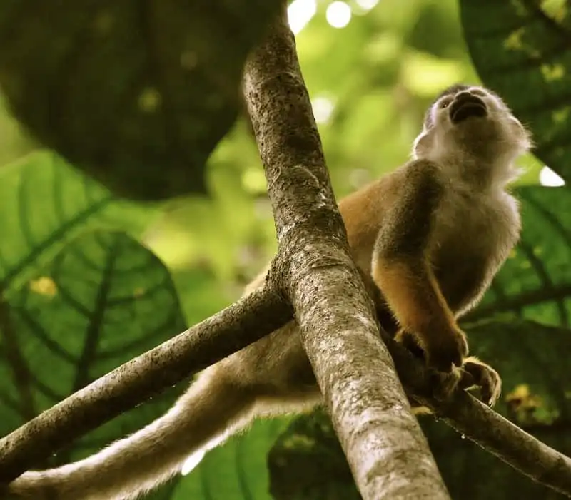 wanderlust-tips-khach-san-nha-cay-dep-nhu-mo-o-costa-rica-11