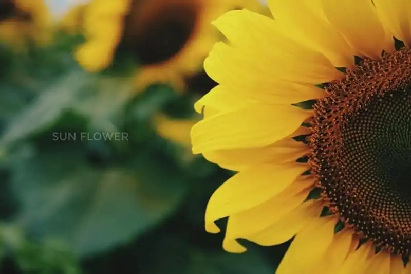 wanderlust-tips-ngan-ngo-ngam-canh-dong-hoa-huong-duong-lon-nhat-viet-nam-2