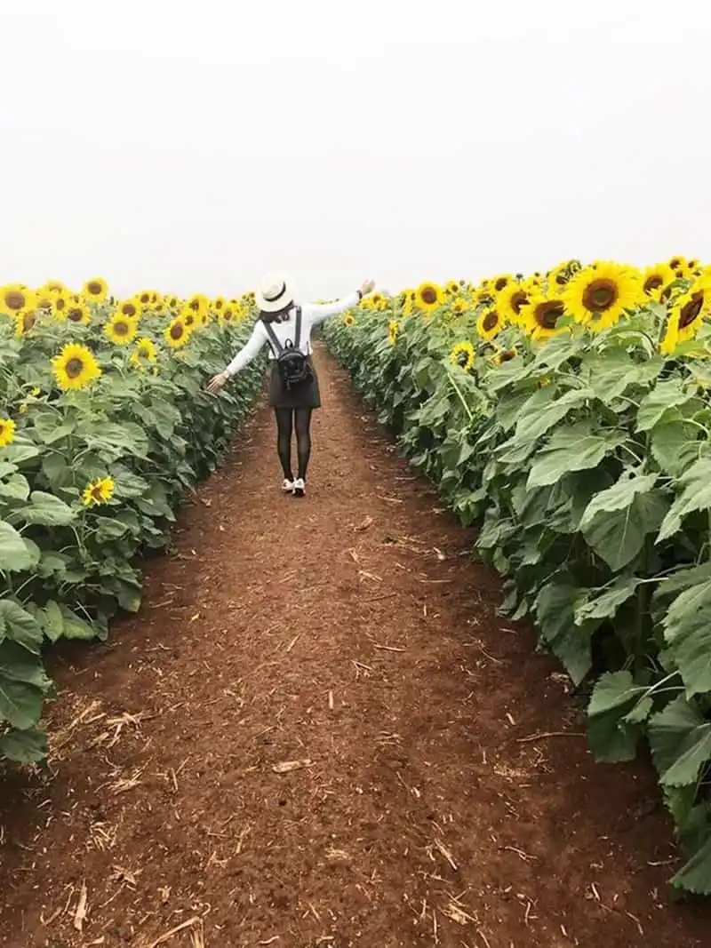 wanderlust-tips-ngan-ngo-ngam-canh-dong-hoa-huong-duong-lon-nhat-viet-nam-7