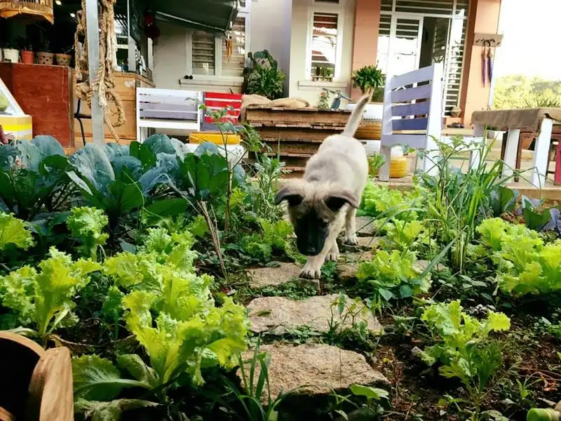 Phát hiện homestay tí hon như trong cổ tích tại Đà Lạt 12 wanderlust-tips-phat-hien-homestay-ti-hon-nhu-trong-co-tich-tai-da-lat-7