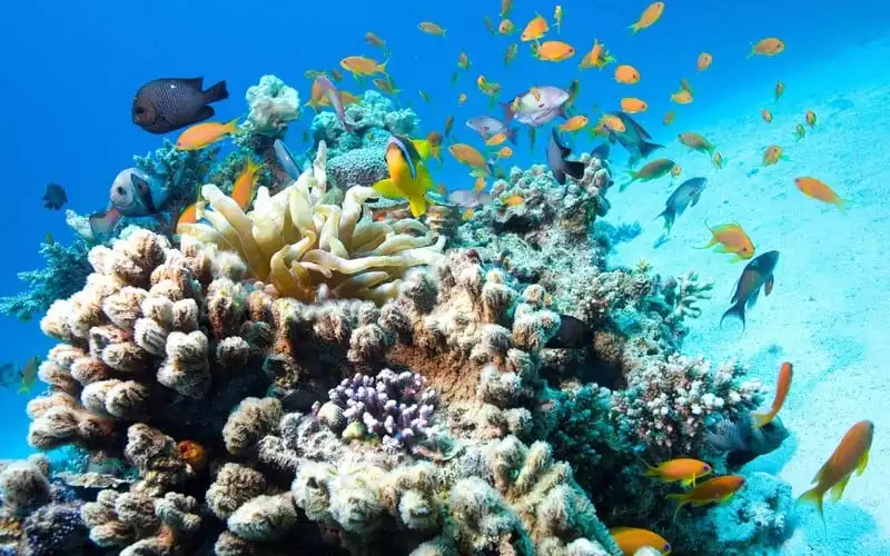 wanderlust-tips-tat-tat-kinh-nghiem-du-lich-nha-trang-5