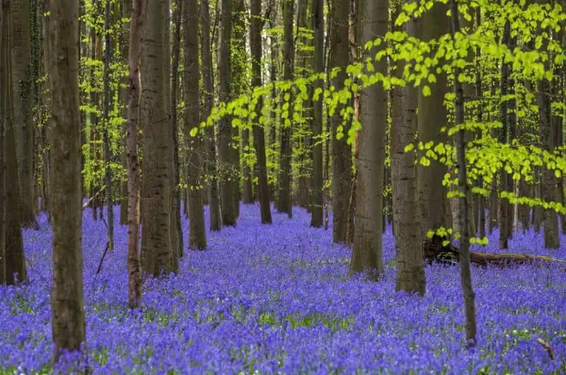 wanderlust-tips-thieu-nu-trong-vuon-dao-an-tuong-viet-nam-tren-reuters-5