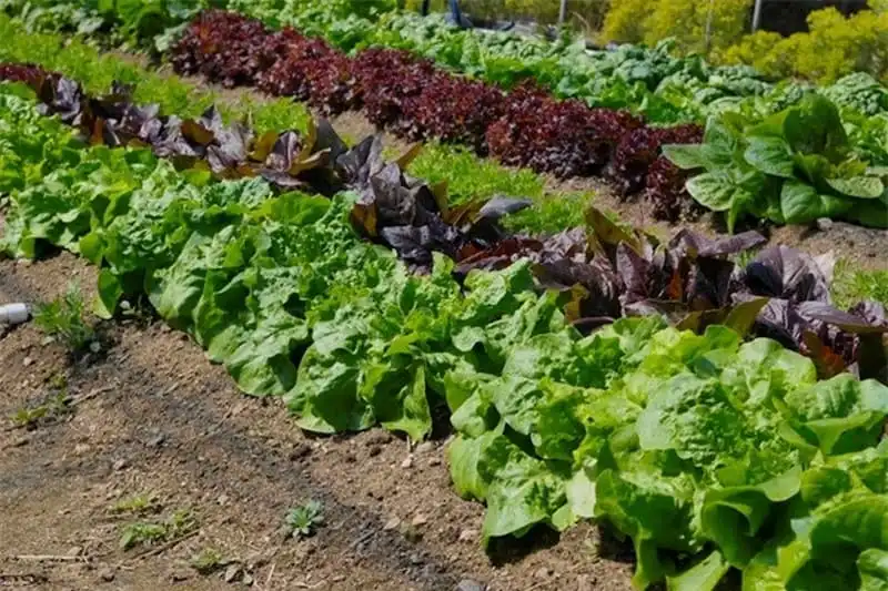 wanderlust-tips-toi-lam-dong-nhat-dinh-phai-ghe-nhung-noi-tuyet-dep-nay-20