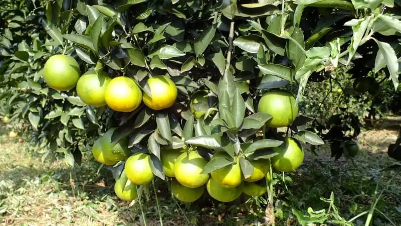 wanderlust_tips_10_mon_ngon_khong_the_bo_qua_khi_den_hoa_binh_6