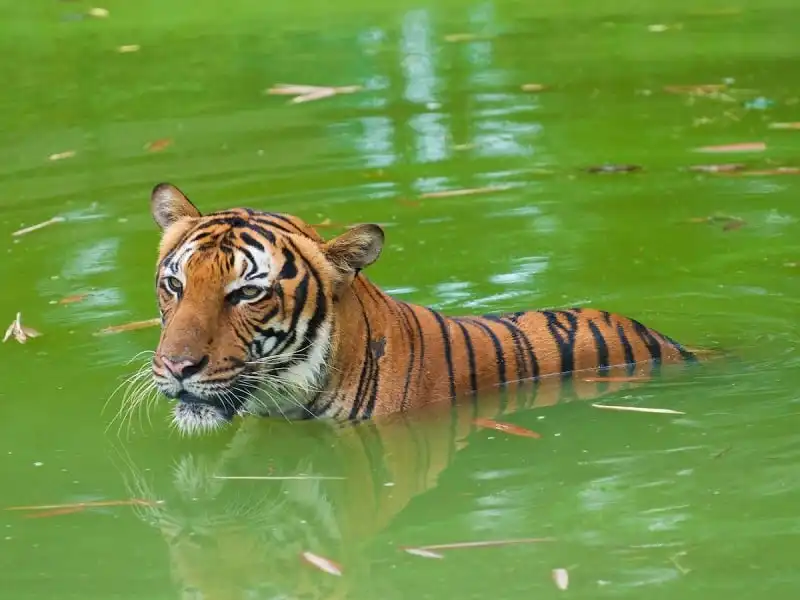 wanderlust_tips_16_trai_nghiem_o_chau_a_12