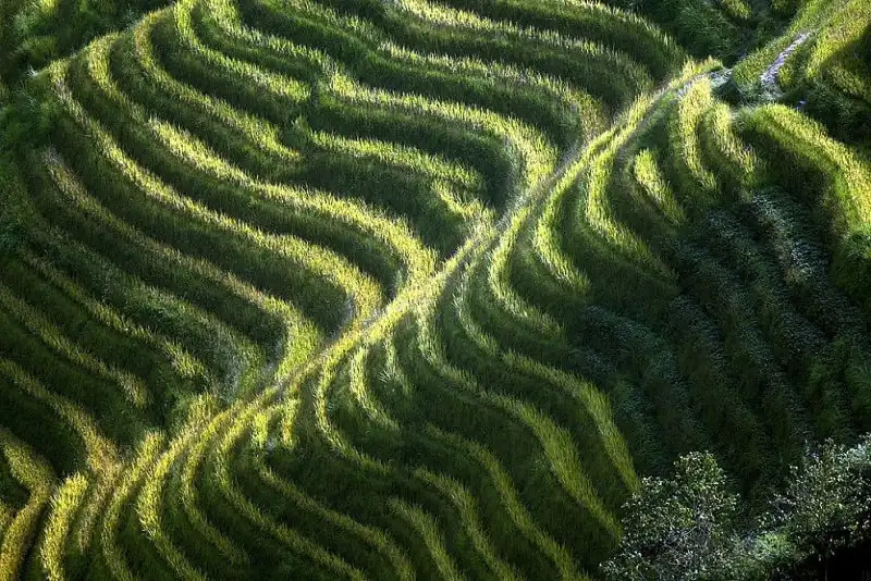 Chiêm ngưỡng 19 bức ảnh ruộng bậc thang đẹp đến nghẹt thở 13 wanderlust_tips_chiem_nguong_19_buc_anh_tuyet_dep_ve_ruong_bac_thang_5